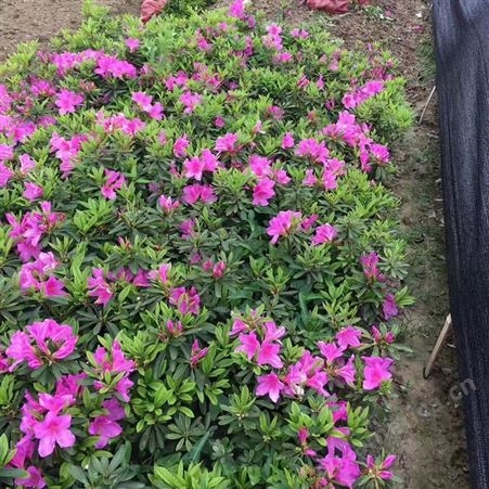 程绿化盆栽苗杜鹃 观赏花卉 颜色多样 规格齐全 美美